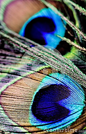 Artictic exotic tropical Peacock Feathers composition, vibrant backdrop. Stock Photo