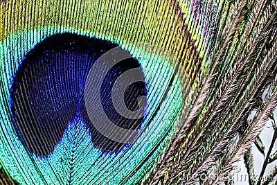 Artictic exotic tropical Peacock Feathers composition, vibrant backdrop. Stock Photo