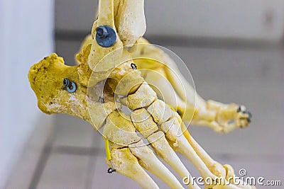Articulated tarsal metatarsal and phalanges bones showing human ankle joint anatomy in white background Stock Photo