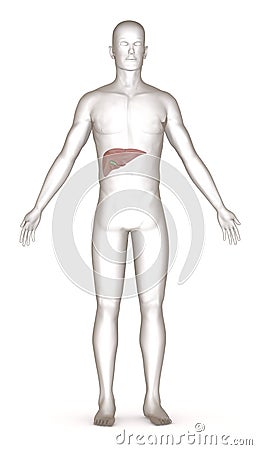 Artificial character with liver Stock Photo