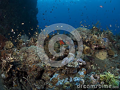 Artificial Coral reef Stock Photo