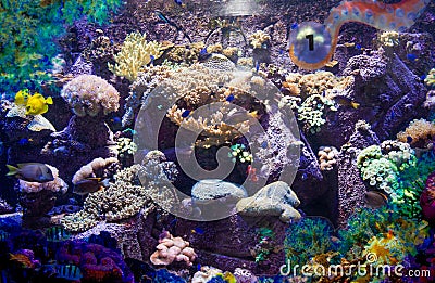 Artificial coral reef with real tropical fishes in the aquarium Stock Photo