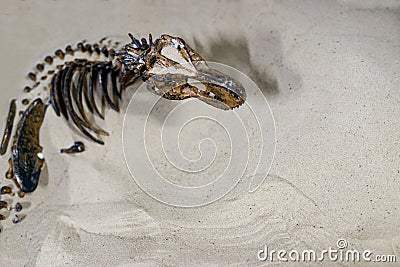 Artificial dinosaur skeleton in the sand Editorial Stock Photo