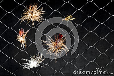 Artificial flies in synthetic web on dark background. The concept of similarity of real insect fishing lure Stock Photo