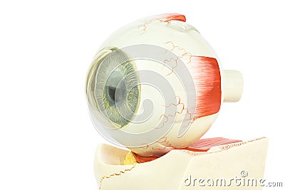 Artificial human eye Stock Photo