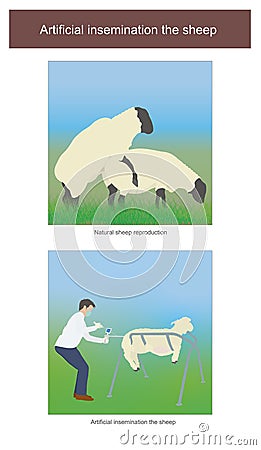 Artificial insemination in sheep. The breed of sheep in addition to natural breeding. Able to use artificial insemination methods Stock Photo
