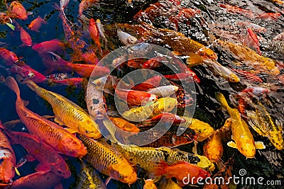 Artificial living pond with gold fish, koi carps, green plants around and contrasting inhabitants among the stones Stock Photo