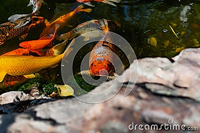 Artificial living pond with gold fish, koi carps, green plants around and contrasting inhabitants among the stones Stock Photo