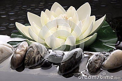 The artificial lotus Stock Photo