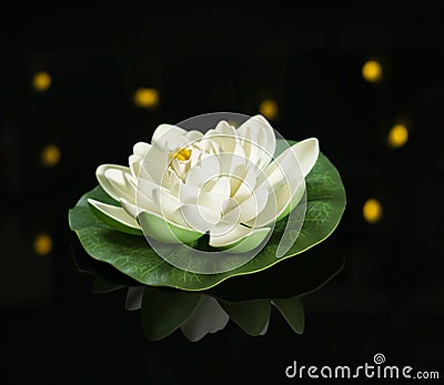 Artificial lotus on black background reflection on glass Stock Photo
