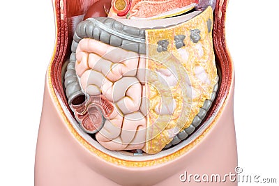 Artificial model of human bowels or intestines Stock Photo
