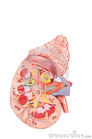 Artificial model human kidney cross section inside Stock Photo