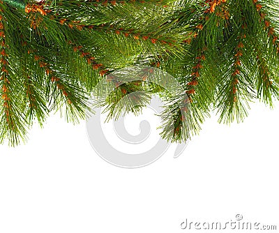 Artificial pine tree branch Stock Photo