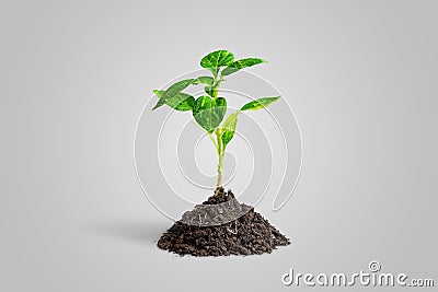 Artificial plant grows from natural soil. The leafs are made of electronic printed circuit boards Stock Photo