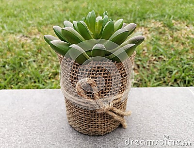 Artificial plant in a pot Stock Photo