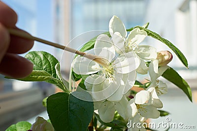 Artificial pollination of the flower of an apple tree bonsai with a small brush Stock Photo