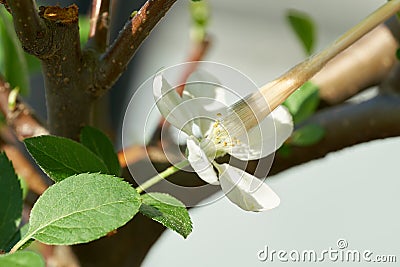 Artificial pollination of the flower with a brush Stock Photo