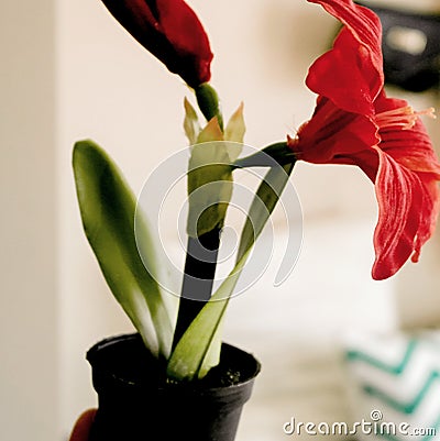 Artificial potted plant Stock Photo