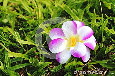 artificial purple flower on grass Stock Photo