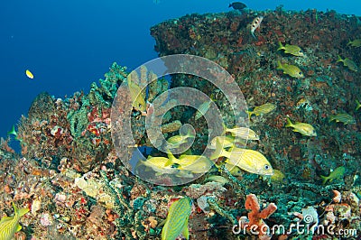 Artificial Reef-Berry Patch Stock Photo