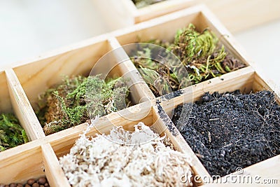 Artificial terrarium supply kit moss plant dirt decoration box Stock Photo