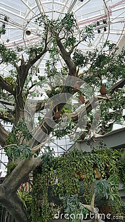 Artificial Tree, Hanging Nests, Glass Roof Stock Photo