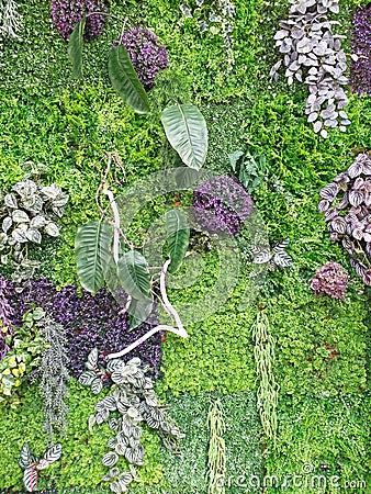 Artificial vertical garden background. Variety of artificial plants in vertical garden. Green and purple nature close up. Stock Photo