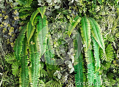 Artificial vertical garden Stock Photo