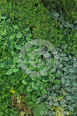 Artificial Vertical Gardens with Fake Plants on Walls. Stock Photo