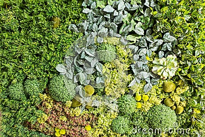 Artificial Vertical Gardens with Fake Plants on Walls. Stock Photo