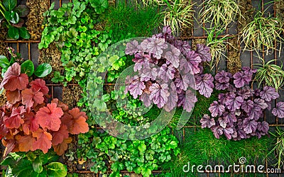 Artificial vertical green garden decoration on the wall. Vertical gardening Stock Photo