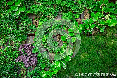 Artificial vertical green garden decoration on the wall. Vertical gardening Stock Photo