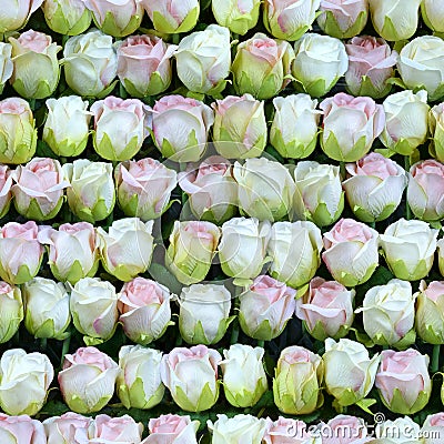 Artificial white and pink roses in a row seamless background Stock Photo