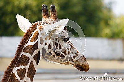 artiodactyl mammal from the giraffe family. giraffes head close-up Stock Photo