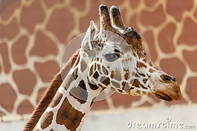 artiodactyl mammal from the giraffe family. giraffes head close-up Stock Photo