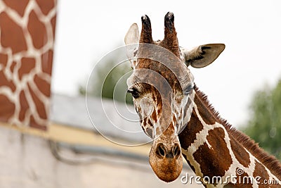 artiodactyl mammal from the giraffe family. giraffes head close-up Stock Photo