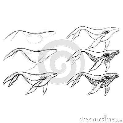 ARTIONE Academic drawing. How to draw a sea whale in pencil style Stock Photo