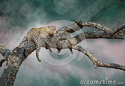 The elusive leopard Stock Photo