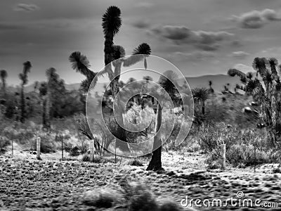 Artistic black and white photo of joshua trees, Yucca brevifolia, in Mexican desert Stock Photo
