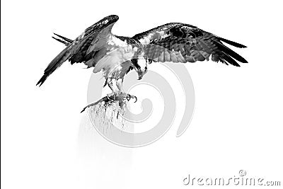 Artistic, black and white photo of wild Osprey, Pandion haliaetus. Bird of prey with outstretched wings, eating fish on dead tree Stock Photo