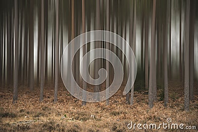 Artistic blur effect applied to pine tree forest Autumn Fall lan Stock Photo