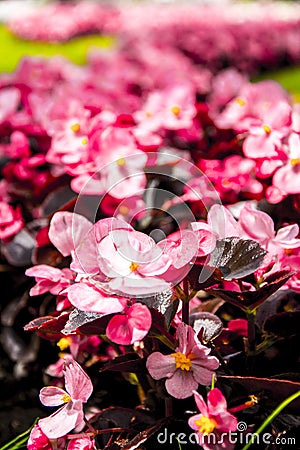 Artistic blur of pink flowers Stock Photo