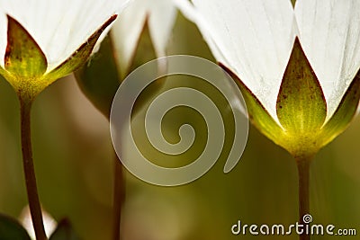 Artistic closeup of white meadowfoam Limnanthes alba wild flowers with glowing sepals Stock Photo
