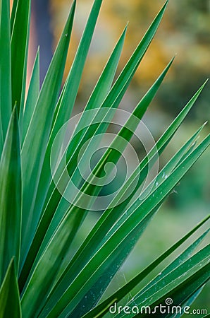 Artistic closeup of Yuca plant with long sharp leafs and beautiful yellow bokeh, Italy, Europe Stock Photo