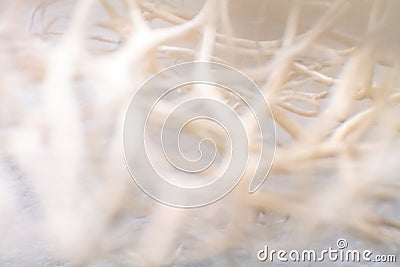 Artistic colored background creation from macro photo shot of dried sea sponge Stock Photo
