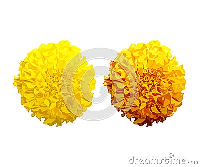 artistic creative detailed marigold flower Vector Illustration