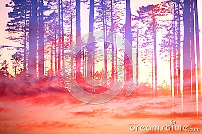 Artistic CVI - Dreamy Clouds Forest - Wall Art - Print Ready - HQ Stock Photo