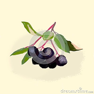 Artistic drawing of a sprig of black fruit with several berries and leaves Stock Photo