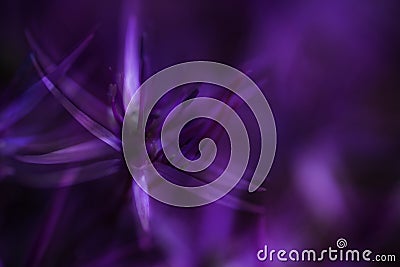 Artistic effect filter beautiful purple floral abstract Stock Photo