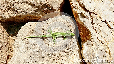 Artistic green lizard on gold boulders Stock Photo